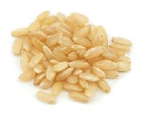 Rice Grain