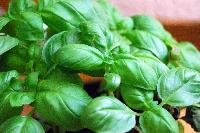 Basil Leaves