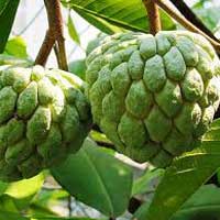 fresh custard apple