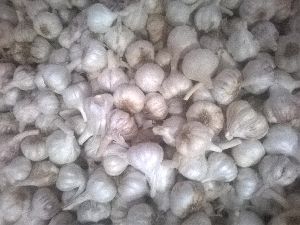 wholesale organic fresh garlic