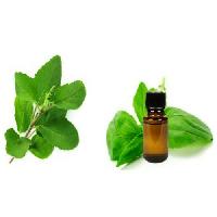 Tulsi Oil