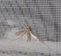 anti insect screen