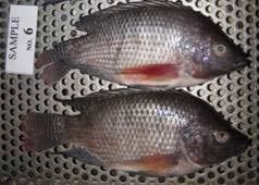 Tilapia Whole Round