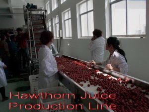 Hawthorn Juice Production Line