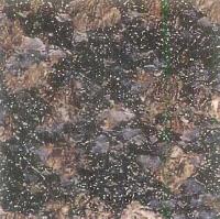 Sapphire Brown Granite Stones