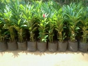 Alpinia Purpurata Plant