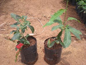 Combretum Coccineum Plant