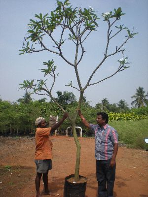 Plumeria Alba Plant