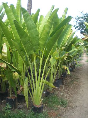 Travelers Palm Plant