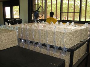 Raw Cashew Nuts,  Packaging Type : White, Creamy