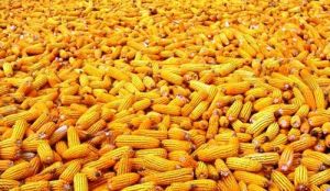 yellow corn
