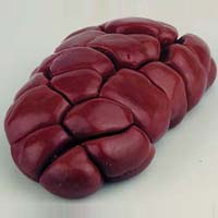 Frozen Buffalo Kidney