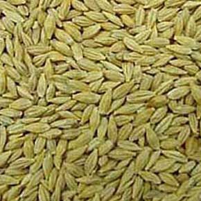 Barley Seeds