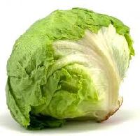 lettuce iceberg