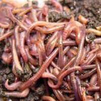 Earthworms culture