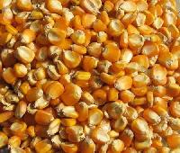 maize seeds