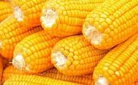 yellow maize corn