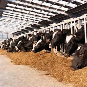 Feed Grade Calcium Sulphate For Livestocks & Cattle
