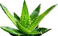 ayurvedic medicinal plant