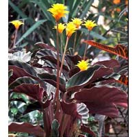 Calathea Crocata Plants