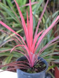 Flowering Plants