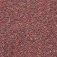 black mustard seeds