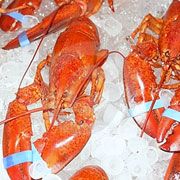 Live and Cooked ,frozen Lobsters Live and Cooked ,frozen Lobsters