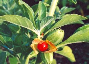 Ashwagandha Extract Withanaloids