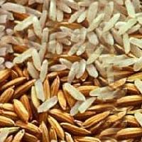 paddy seeds