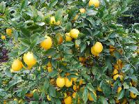 Lemon Plants