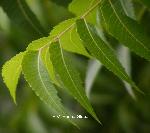 neem leaves powder