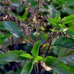 tulsi powder