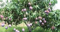 Mango Tree