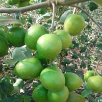 Green Apple Ber Plants