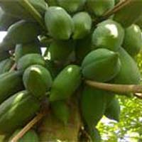 Green Berry Variety Papaya Plants