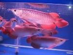 super red arowana fish for sale and many others