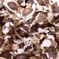 moringa seeds
