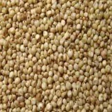 Sorghum Seeds