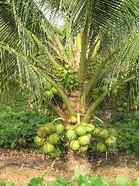 Coconut Plants - Manufacturers, Suppliers & Exporters in India