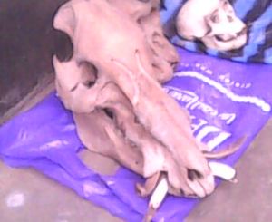 Bush-pig Skull