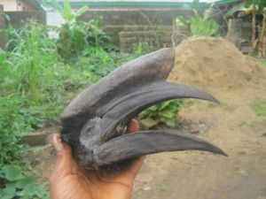 Hornbill Skull