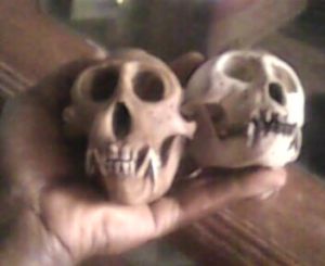 Monkey Skull