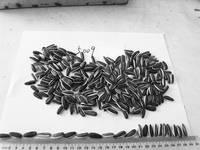 Canned Mushroom Slice