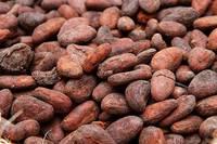 Roasted Cocoa Beans