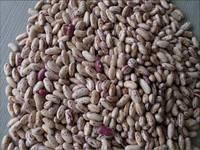 Light Specked Kidney Beans
