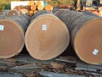 Teak Logs, Oka Logs