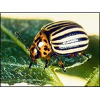 Agricultural Insecticides