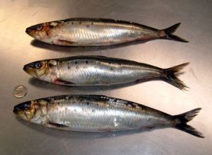 Horse Mackerel Fish
