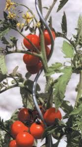 Galvanized Tomato Rod