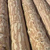 pine wood logs